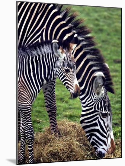 Baby Zebra with Mum Edinburgh Zoo, December 2001-null-Mounted Photographic Print