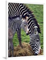 Baby Zebra with Mum Edinburgh Zoo, December 2001-null-Framed Photographic Print