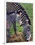 Baby Zebra with Mum Edinburgh Zoo, December 2001-null-Framed Photographic Print