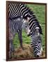 Baby Zebra with Mum Edinburgh Zoo, December 2001-null-Framed Photographic Print