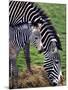 Baby Zebra with Mum Edinburgh Zoo, December 2001-null-Mounted Photographic Print