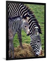 Baby Zebra with Mum Edinburgh Zoo, December 2001-null-Framed Photographic Print