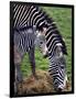 Baby Zebra with Mum Edinburgh Zoo, December 2001-null-Framed Photographic Print