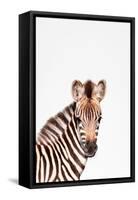 Baby Zebra-Tai Prints-Framed Stretched Canvas