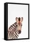 Baby Zebra-Tai Prints-Framed Stretched Canvas