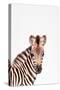 Baby Zebra-Tai Prints-Stretched Canvas