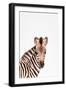 Baby Zebra-Tai Prints-Framed Art Print