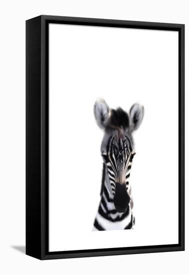 Baby Zebra-Leah Straatsma-Framed Stretched Canvas