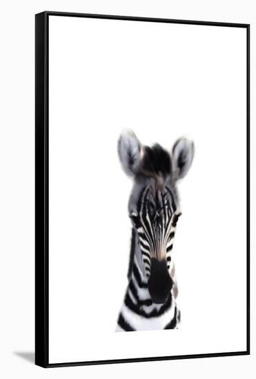 Baby Zebra-Leah Straatsma-Framed Stretched Canvas