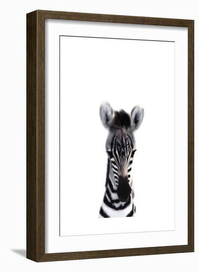 Baby Zebra-Leah Straatsma-Framed Art Print