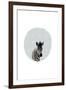 Baby Zebra-Leah Straatsma-Framed Art Print