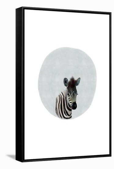 Baby Zebra-Leah Straatsma-Framed Stretched Canvas