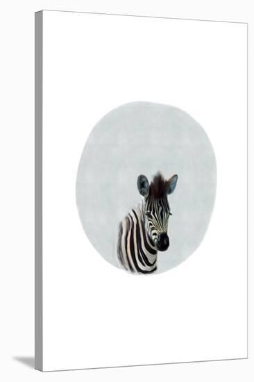 Baby Zebra-Leah Straatsma-Stretched Canvas