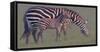 Baby Zebra-Jun Zuo-Framed Stretched Canvas