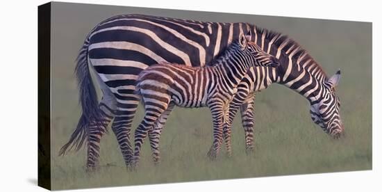 Baby Zebra-Jun Zuo-Stretched Canvas