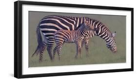 Baby Zebra-Jun Zuo-Framed Photographic Print