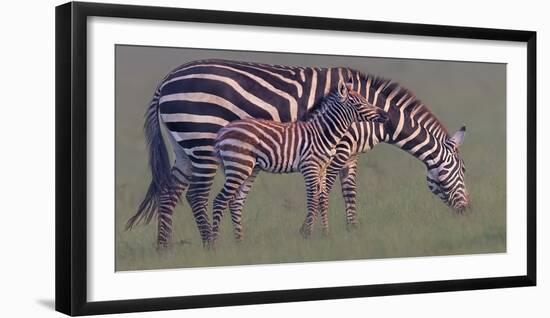 Baby Zebra-Jun Zuo-Framed Photographic Print