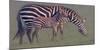 Baby Zebra-Jun Zuo-Mounted Photographic Print