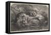 Babylonian Lions Just Received at the Gardens of the Zoological Society, Regent'S-Park-null-Framed Stretched Canvas