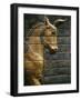 Babylonian Wall Tiles, Babylon, Iraq, Middle East-Christina Gascoigne-Framed Photographic Print