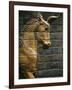 Babylonian Wall Tiles, Babylon, Iraq, Middle East-Christina Gascoigne-Framed Photographic Print