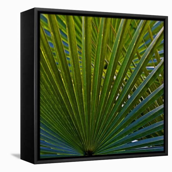 Bacab Eco Park, Belize City, Belize.-Joe Restuccia III-Framed Stretched Canvas