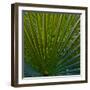 Bacab Eco Park, Belize City, Belize.-Joe Restuccia III-Framed Photographic Print