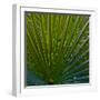 Bacab Eco Park, Belize City, Belize.-Joe Restuccia III-Framed Photographic Print