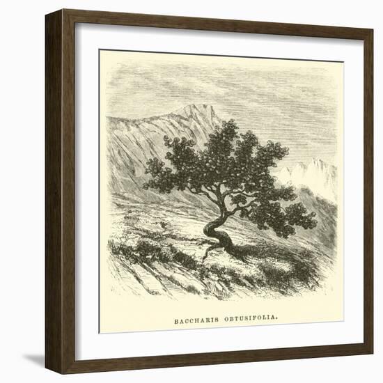 Baccharis Obtusifolia-Édouard Riou-Framed Giclee Print