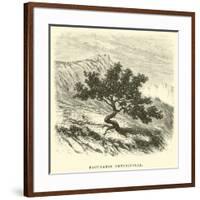 Baccharis Obtusifolia-Édouard Riou-Framed Giclee Print