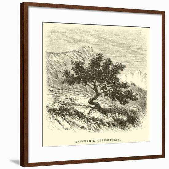 Baccharis Obtusifolia-Édouard Riou-Framed Giclee Print