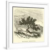 Baccharis Obtusifolia-Édouard Riou-Framed Giclee Print