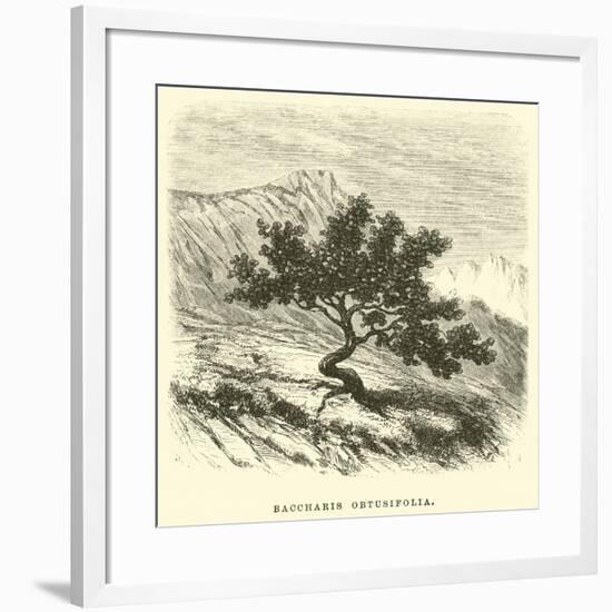 Baccharis Obtusifolia-Édouard Riou-Framed Giclee Print