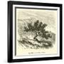 Baccharis Obtusifolia-Édouard Riou-Framed Giclee Print