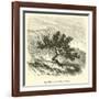 Baccharis Obtusifolia-Édouard Riou-Framed Giclee Print