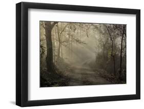 Bacchereto wood, Carmignano, Prato, Italy-ClickAlps-Framed Photographic Print