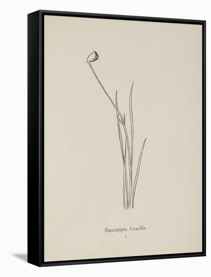 Baccopipia Gracilis. Illustration From Nonsense Botany by Edward Lear, Published in 1889.-Edward Lear-Framed Stretched Canvas