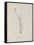 Baccopipia Gracilis. Illustration From Nonsense Botany by Edward Lear, Published in 1889.-Edward Lear-Framed Stretched Canvas