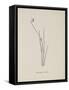 Baccopipia Gracilis. Illustration From Nonsense Botany by Edward Lear, Published in 1889.-Edward Lear-Framed Stretched Canvas