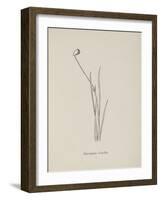 Baccopipia Gracilis. Illustration From Nonsense Botany by Edward Lear, Published in 1889.-Edward Lear-Framed Giclee Print