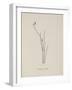 Baccopipia Gracilis. Illustration From Nonsense Botany by Edward Lear, Published in 1889.-Edward Lear-Framed Giclee Print