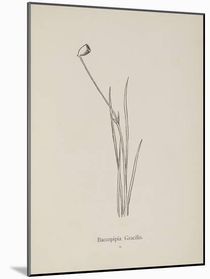 Baccopipia Gracilis. Illustration From Nonsense Botany by Edward Lear, Published in 1889.-Edward Lear-Mounted Giclee Print