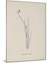 Baccopipia Gracilis. Illustration From Nonsense Botany by Edward Lear, Published in 1889.-Edward Lear-Mounted Giclee Print
