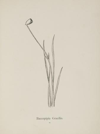 https://imgc.allpostersimages.com/img/posters/baccopipia-gracilis-illustration-from-nonsense-botany-by-edward-lear-published-in-1889_u-L-Q1ITN3W0.jpg?artPerspective=n