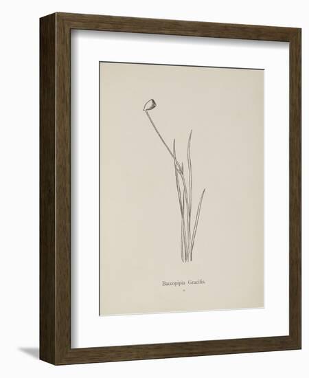 Baccopipia Gracilis. Illustration From Nonsense Botany by Edward Lear, Published in 1889.-Edward Lear-Framed Giclee Print