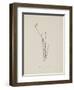 Baccopipia Gracilis. Illustration From Nonsense Botany by Edward Lear, Published in 1889.-Edward Lear-Framed Giclee Print