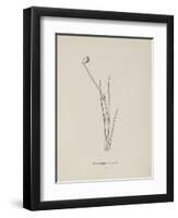 Baccopipia Gracilis. Illustration From Nonsense Botany by Edward Lear, Published in 1889.-Edward Lear-Framed Giclee Print