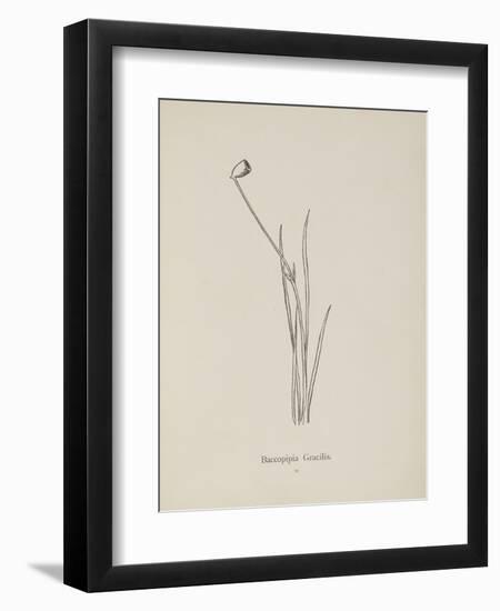 Baccopipia Gracilis. Illustration From Nonsense Botany by Edward Lear, Published in 1889.-Edward Lear-Framed Giclee Print