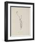 Baccopipia Gracilis. Illustration From Nonsense Botany by Edward Lear, Published in 1889.-Edward Lear-Framed Giclee Print