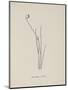 Baccopipia Gracilis. Illustration From Nonsense Botany by Edward Lear, Published in 1889.-Edward Lear-Mounted Giclee Print